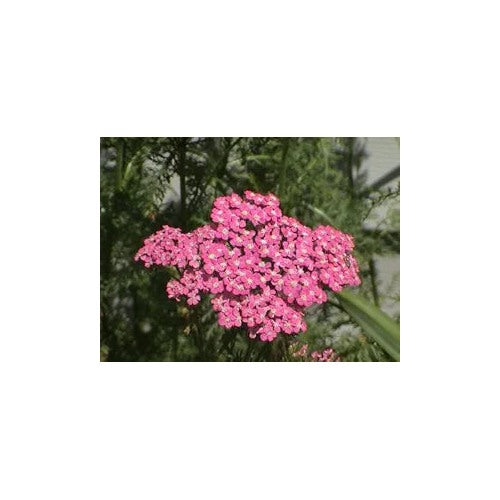 Pink Achillea Cerise Queen Yarrow Flower For Bright Blooms Flower Seeds for Home Garden Planting, [neera-v5-923fb30199f025682d9a]
