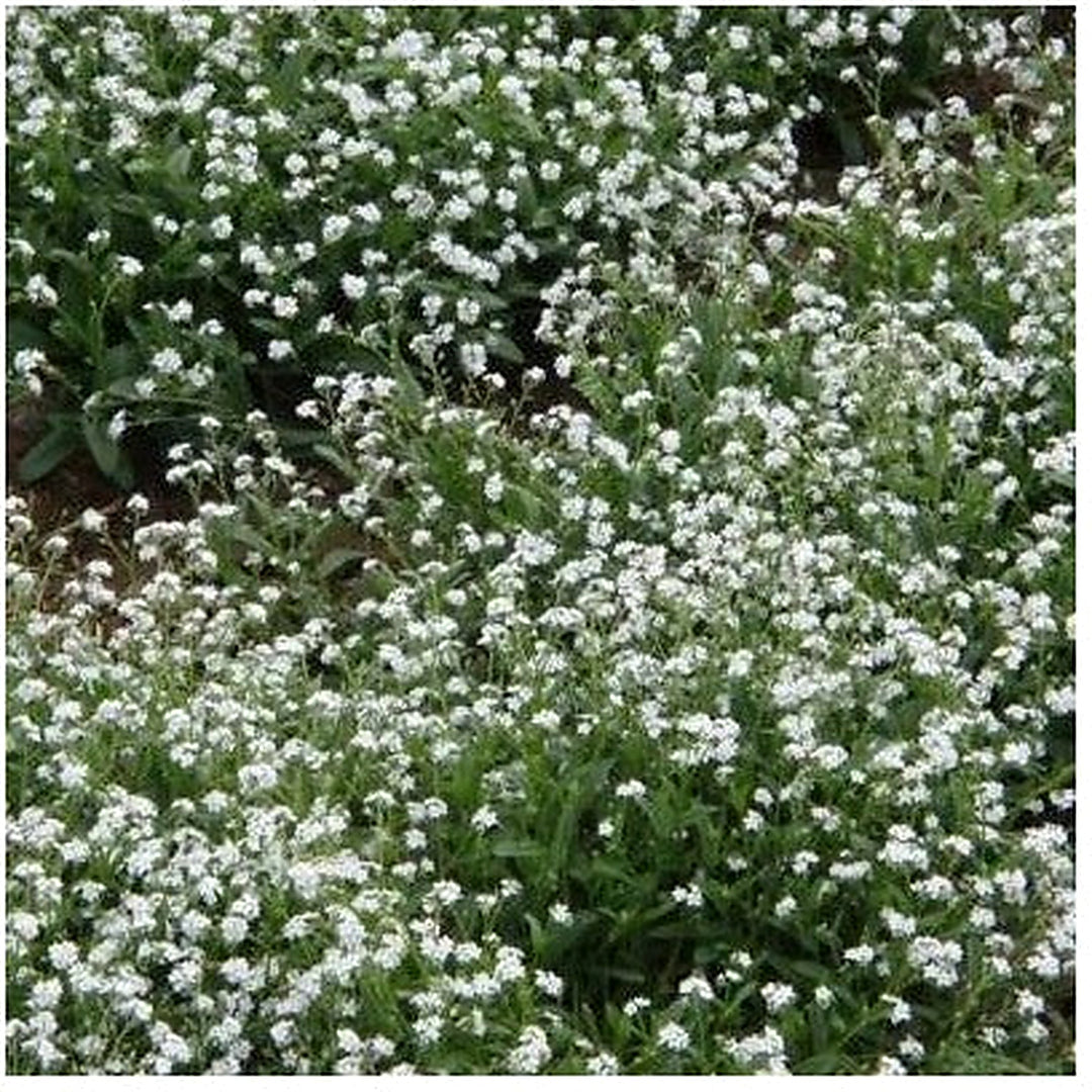 White get Me Nots Perennial Moon Garden Ground Cover Border Non Gmo Heirloom Flower Seeds [neera-v5-92471c439d37517f7ee6]