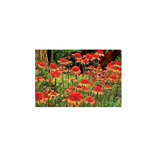 Orange Red Echinacea Secret Lust Wildflower Seeds [neera-v5-92580e144e8f6d17cfee]