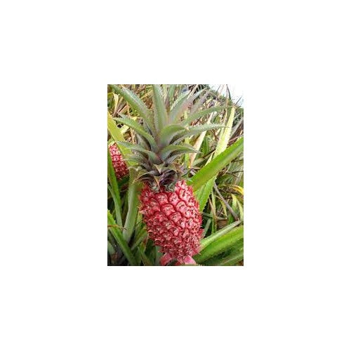 Pink Pineapple Fruit Seeds for Planting [neera-v5-9263c6140d40a5669c33]
