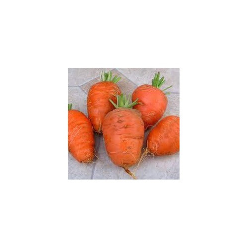 Oxheart Carrot Seeds for Planting [neera-v5-9267f9c19c965756618e]