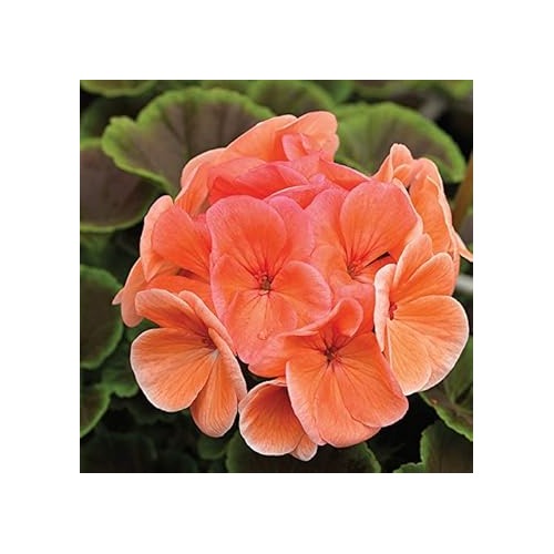 Heirloom Non-GMO Peach Geranium Flower Seeds [neera-v5-9278807787ea9c90e155]