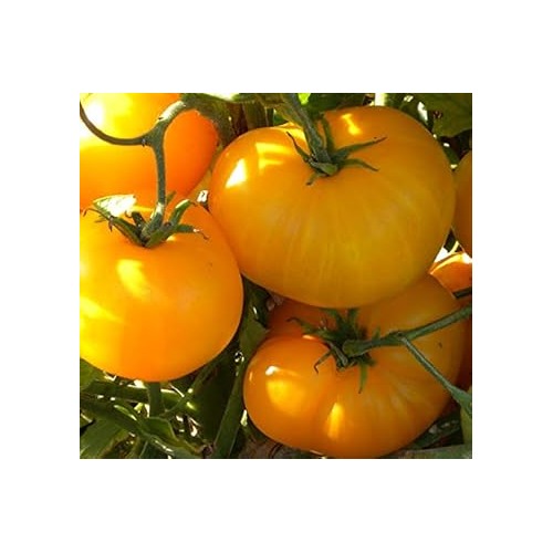 Yellow Tomato Seeds for Planting [neera-v5-927b84120b4370b56789]