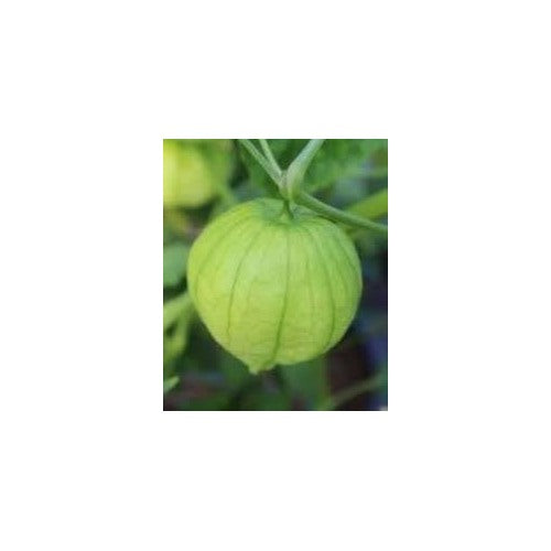 Heirloom Non-GMO Tomatillo Vegetable Seeds for Home Garden Planting [neera-v5-927c3073707a3899a9d2]