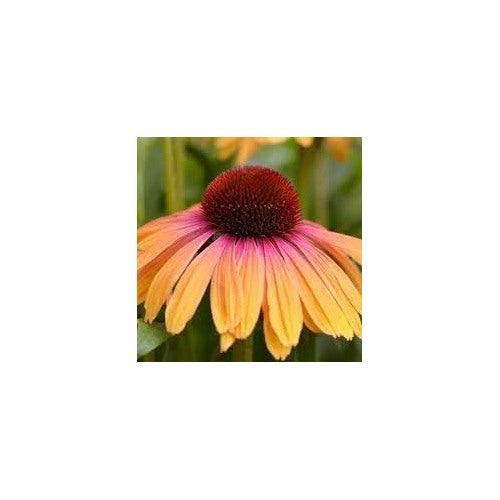 Yellow & Pink Echinacea purpurea Seeds for Planting [neera-v5-9285d1e61ac133f36ea9]