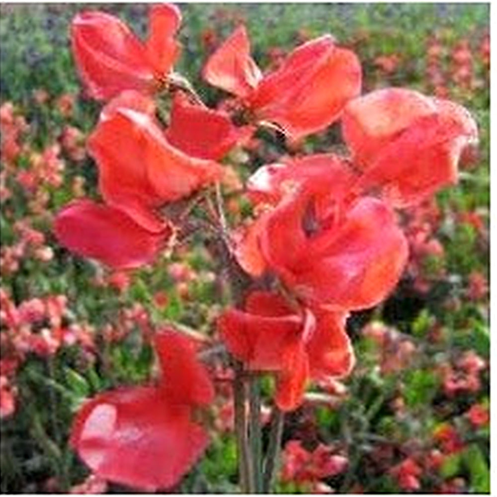 Pink Night Queen Flower Seeds [neera-v5-929167d07643154db562]