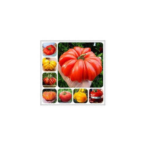 Heirloom Giant Tomato Seeds for Planting, Multi-Colour [neera-v5-929914507e306c610933]