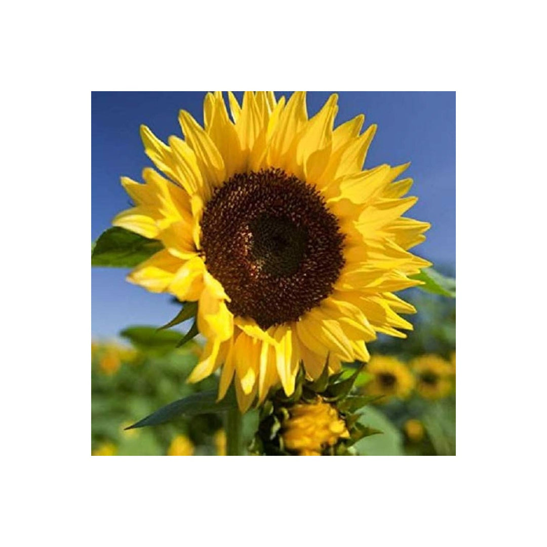 Sunflower Helianthus Annuus Flower For Planting In Home Garden Flower Seeds for Home Garden [neera-v5-929e994c9d4fc6010cd8]