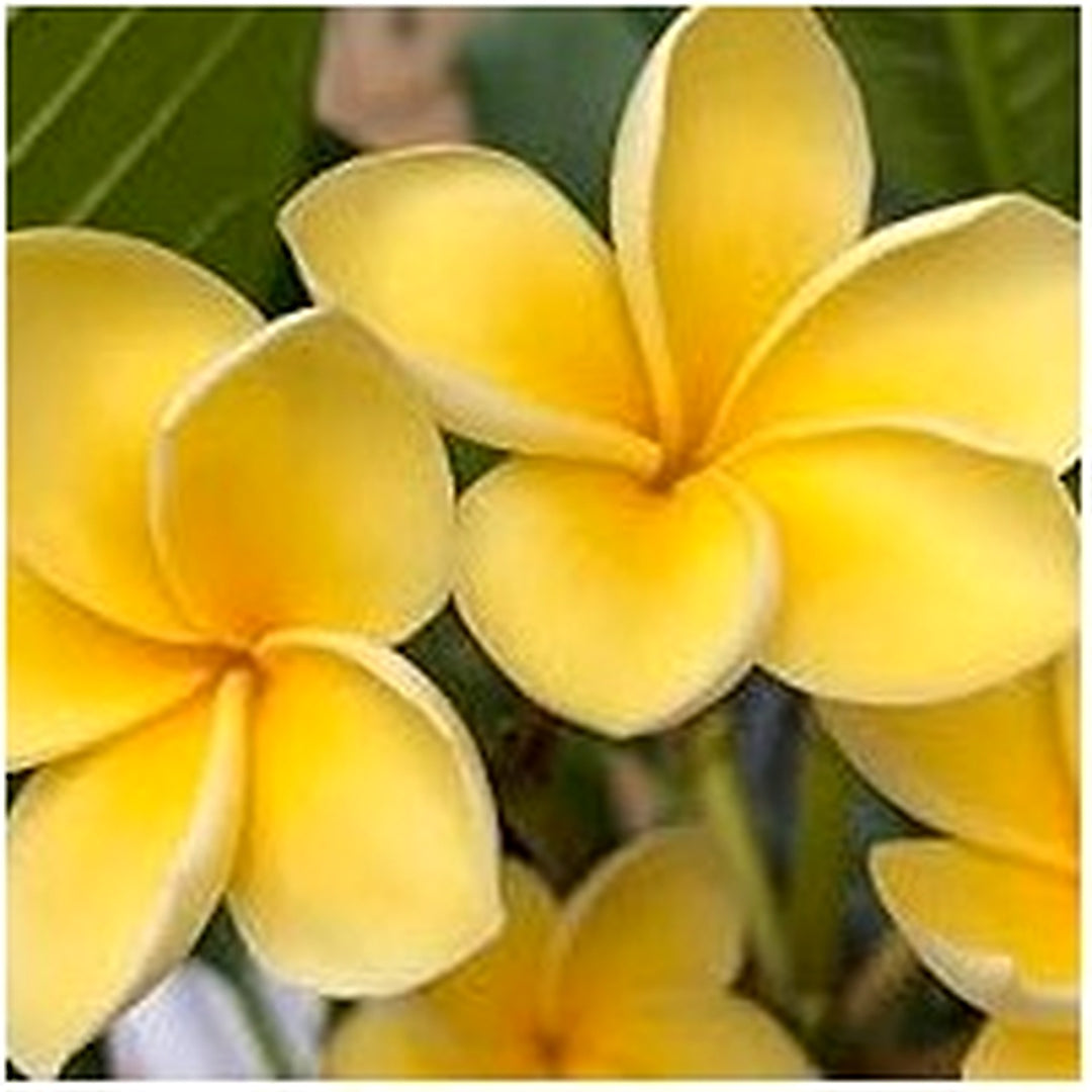 Heirloom Non-GMO Yellow Gloxinia Flower Seeds for Garden Planting [neera-v5-92b1edb5fd62fb92a399]