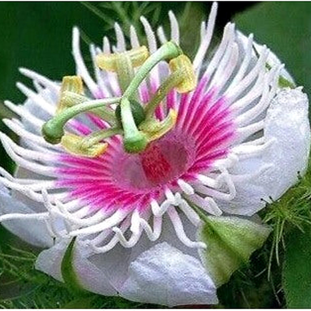Passiflora Foetida Heirloom Non Gmo Flower Seeds Home Garden Planting, Landscape Organic [neera-v5-92c22f6e578e1c724a53]