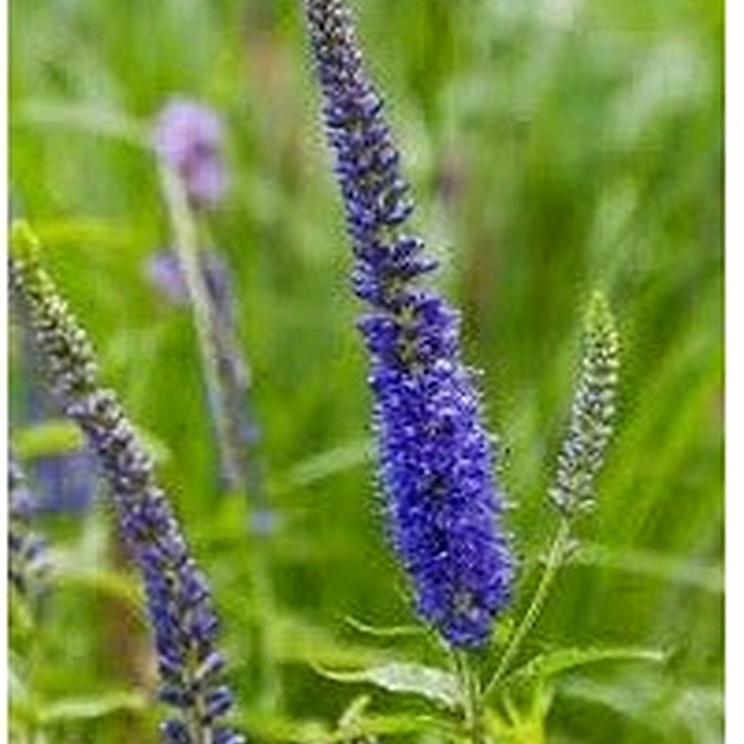Heirloom Veronica Purple Flower Seeds for Planting [neera-v5-92c56ec4108c7ec21f18]
