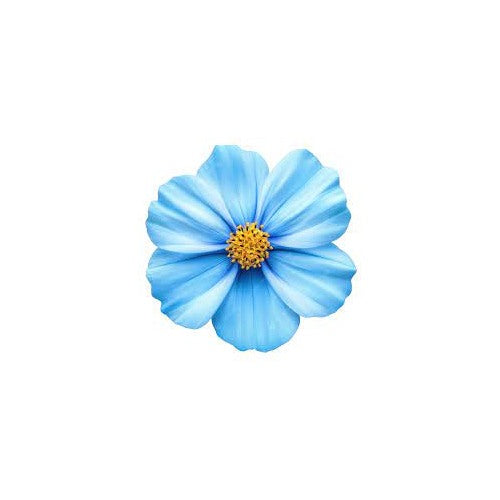 Blue Cosmos Flower Seeds for Planting [neera-v5-92d6ee546a9a5a8b77b5]