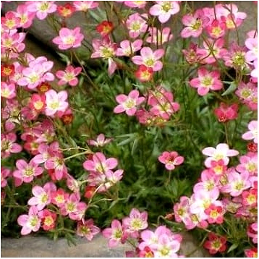 Light Pink Saxifraga Flower Seeds for Planting | Heirloom Non-GMO High Germination Organic Garden Seeds [neera-v5-92dce8218f971a4d8e5b]