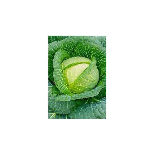 Cabbage TEMP Flat Hybrid Seeds [neera-v5-92e68131ef678a554906]