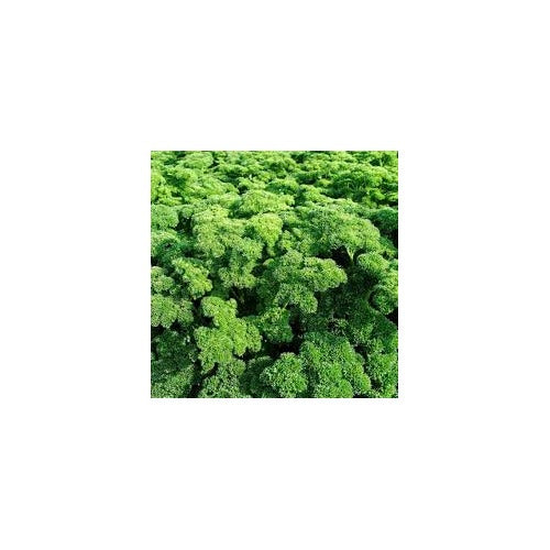 Curly Parsley Seeds for Planting [neera-v5-92efd3ac1f8a7531790c]