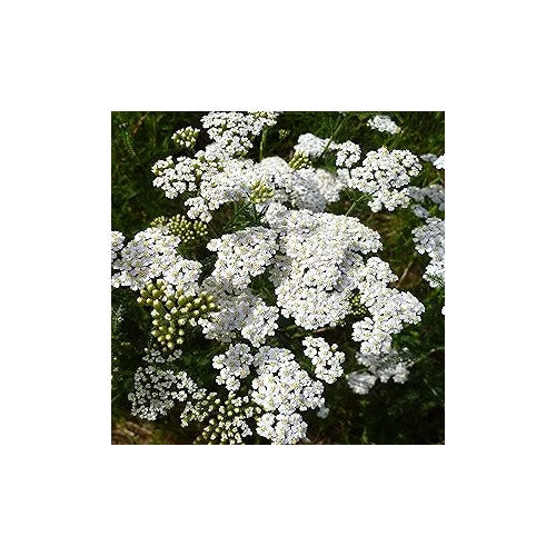 Achillea Love Yarrow Flower For Beautiful Yarrow Blooms Flower Seeds for Home Garden Planting, [neera-v5-92f492d00b4b5d2f175d]