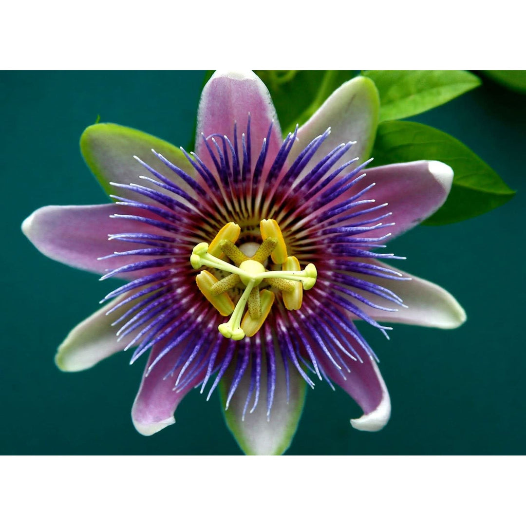 Yellow Violet Passion Flower Heirloom Non Gmo For Garden And Outdoor Planting Flower Seeds for Home [neera-v5-92f91dae865af9a893ad]