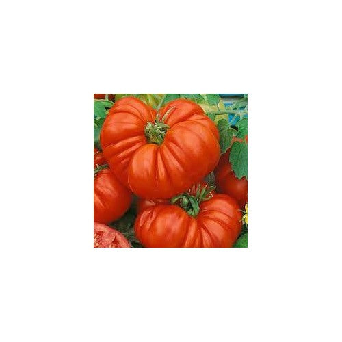 Beefsteak Tomato Seeds [neera-v5-92fb3a4396d4a07dd40f]