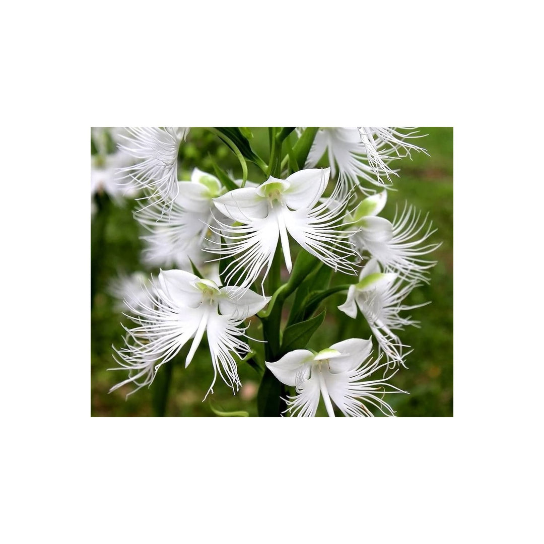 White Japanese Orchid Rare Flower Variety For Home And Garden Flower Seeds for Home Garden [neera-v5-93026328e9f716299e9b]