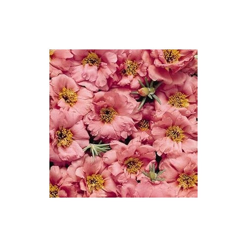 Sundial Peach Portulaca Seeds for Planting [neera-v5-932ac7163c2d3a4a7d05]