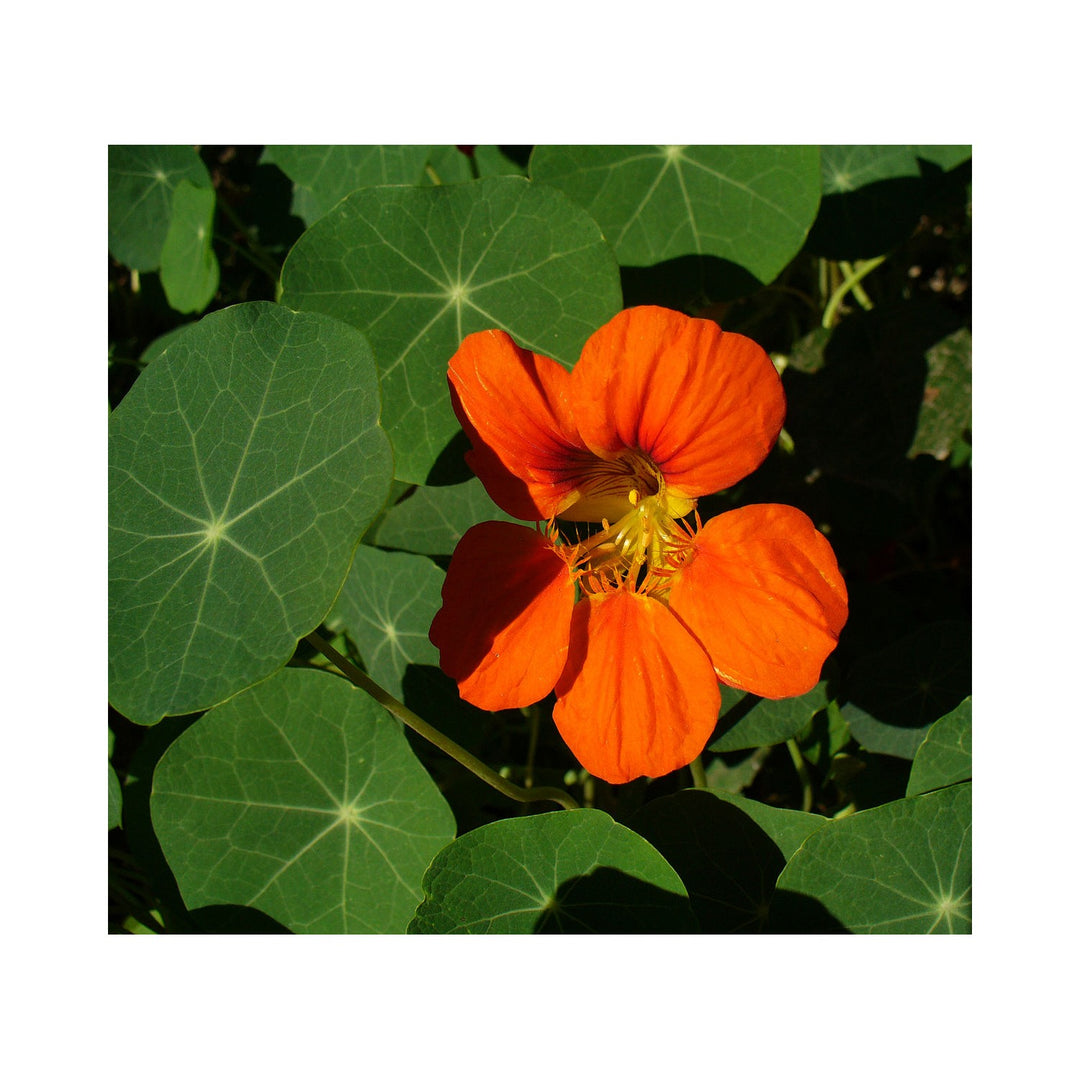 Red Nasturtium Kaiserin Von Indien Tropaeolum Majus Flowers Plant Flower Seeds for Home Garden [neera-v5-932e11ff95cb1b7b3547]