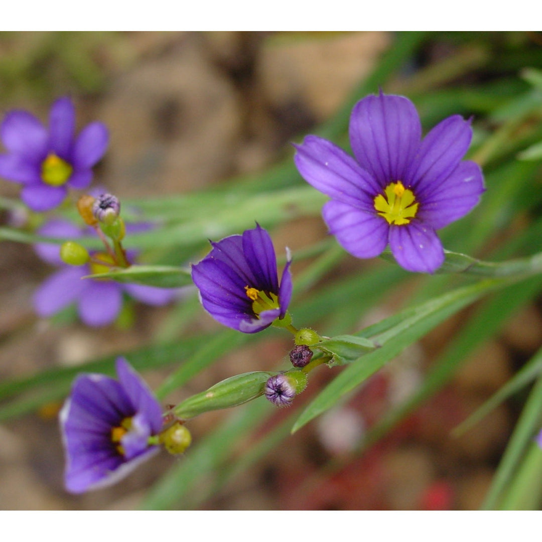 Blue Sisyrinchium Flower Heirloom Non Gmo Eyed Grass Blooms Garden Planting Flower Seeds [neera-v5-9334b563c4aabfdd995d]