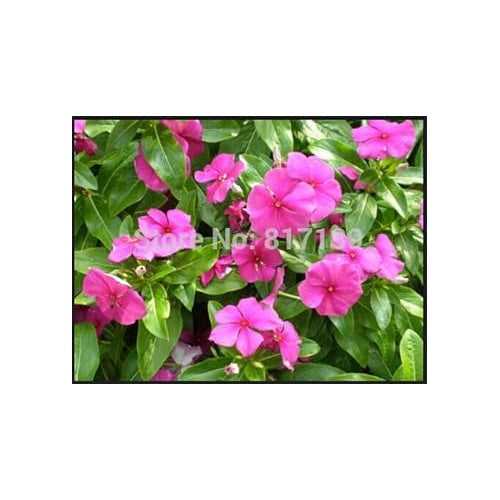 Pink Vinca Rosea Flower Seeds for Planting Non-GMO Heirloom Garden Seeds for Growing [neera-v5-933b21d6af724d6eb625]