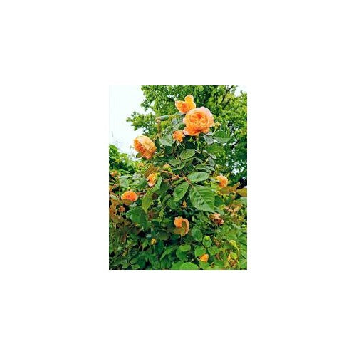 Orange Climbing Rose Flower Seeds for Planting [neera-v5-9341e75a5b23fb5e7d47]
