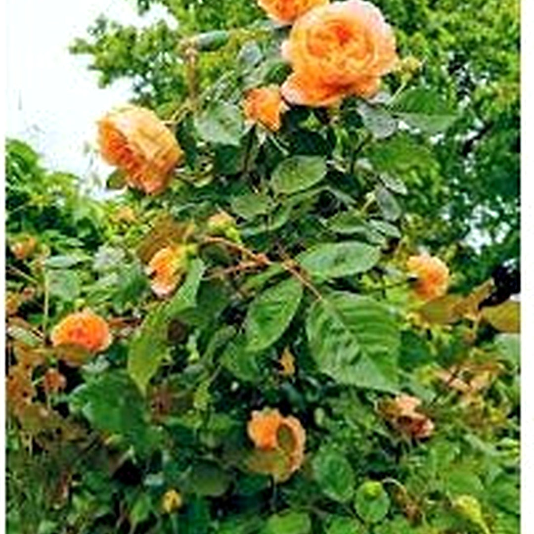 Orange Climbing Rose Flower Seeds for Planting [neera-v5-9341e75a5b23fb5e7d47]