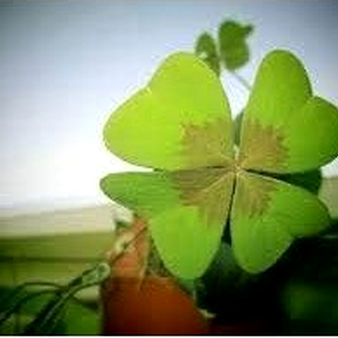 Four Leaf Clover Herb Seeds for Planting [neera-v5-93426d4010fbd0606c63]