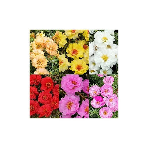 Ruby Jewel Moss Rose Portulaca For Bright Vibrant Moss Roses Flower Seeds for Home Garden Planting, [neera-v5-934b210387f808182d64]