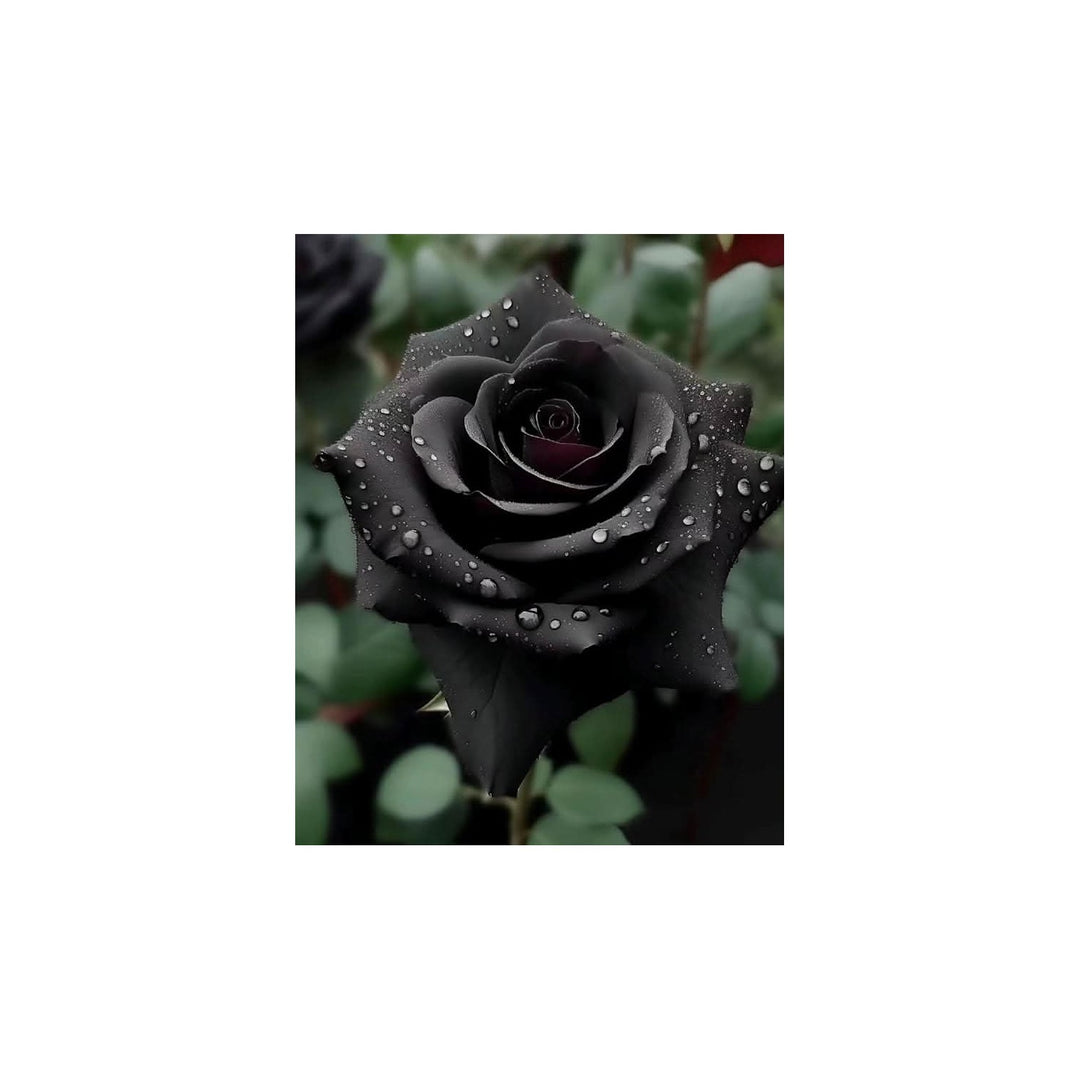 Black Rose Rare Perennial Flower For Home Garden Flower Seeds for Home Garden Planting, Exotic [neera-v5-9350b55574d2998b7251]