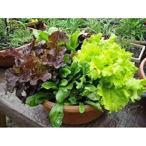 Lettuce Iceberg Seeds for Planting [neera-v5-9357fee3ded3dde639dc]