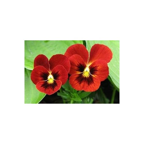 Heirloom Red Pansy Flower Seeds for Planting [neera-v5-935f0477ed962b02033b]