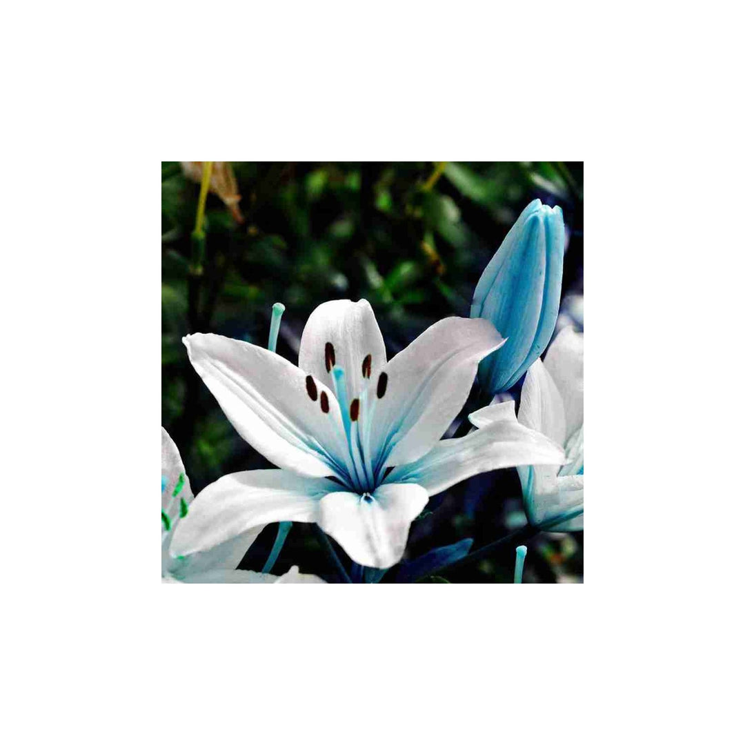 Blue Lily Heart Lilium Spp Flower For Planting In Ornamental Beds Or Backyard Garden Flower Seeds [neera-v5-9364f22f449d625b0dc4]