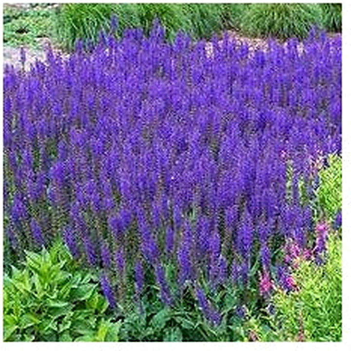 Heirloom Non-GMO Blue Lavender Flower Seeds for Planting [neera-v5-9366b1342348e3a654a0]