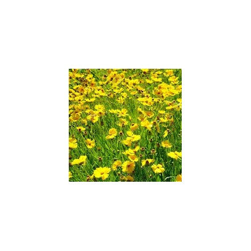 Coreopsis lanceolata Flower Seeds for Planting [neera-v5-93692a830700dc83a0fa]