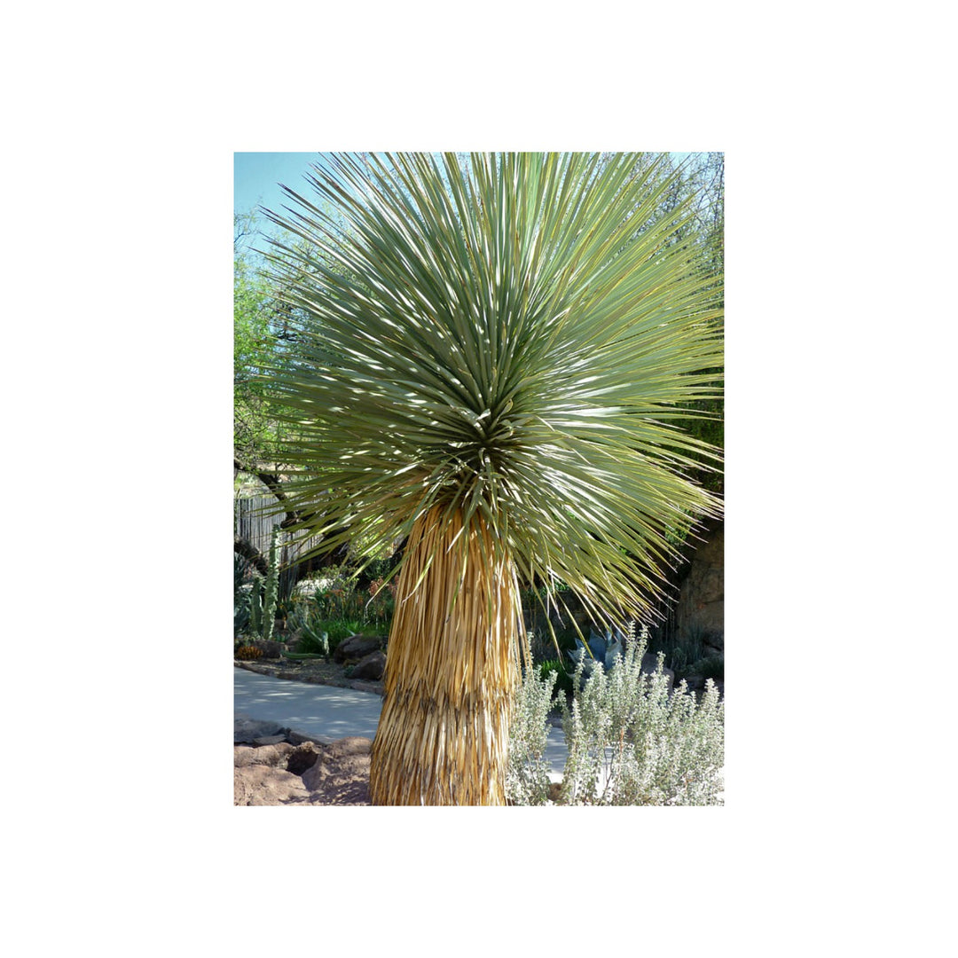 Heirloom Yucca Thompsoniana Plant Non Gmo Drought Resistant Shrub Garden Planting Flower Seeds [neera-v5-936c8b6633087c370633]
