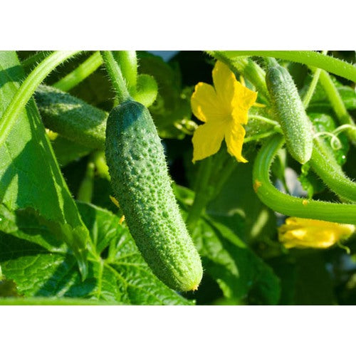 Organic Cucumber Grape Profi F1 Seeds for Planting [neera-v5-936da2e0c2be6008f81b]