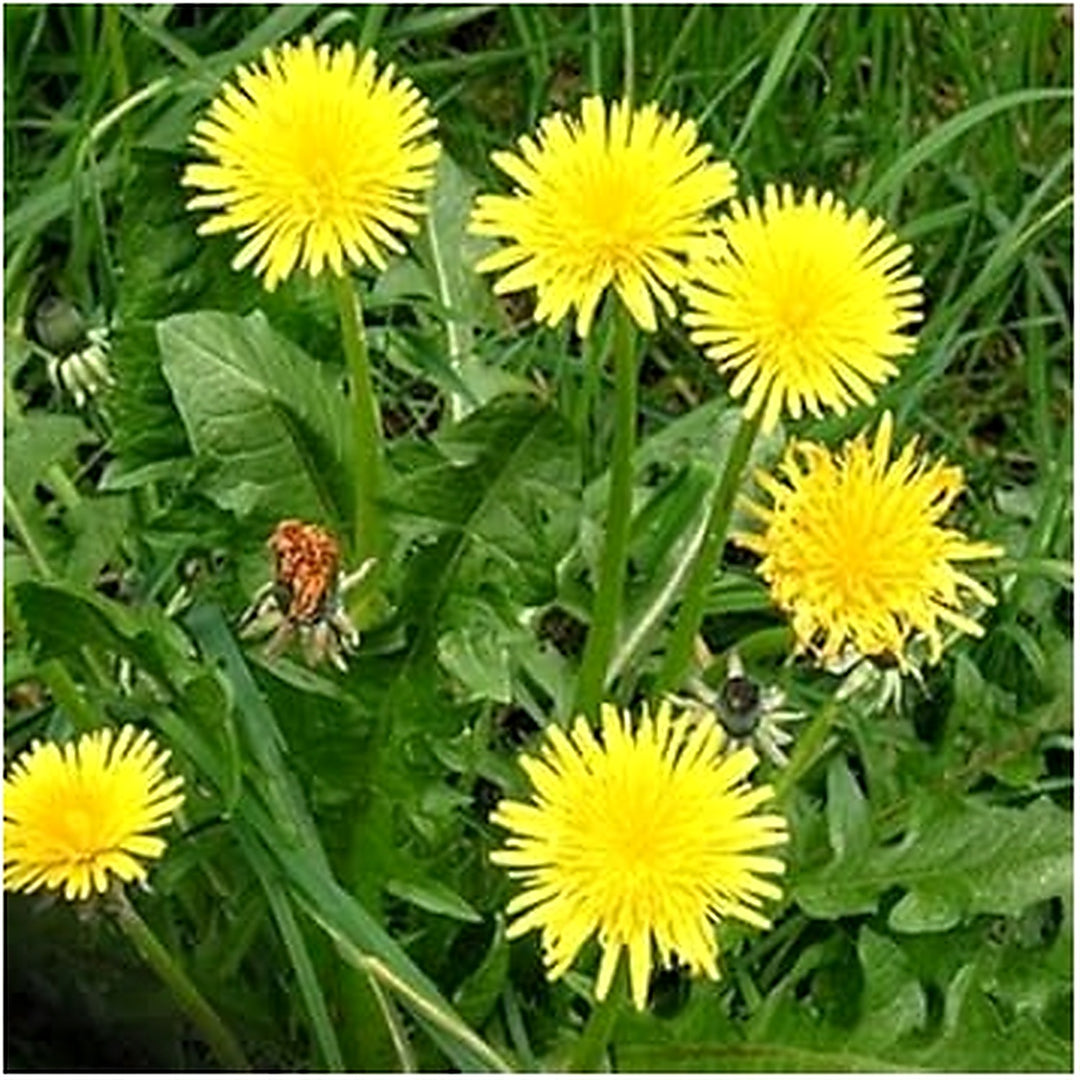 Heirloom Non-GMO Dandelion Flower Seeds for Planting [neera-v5-936f072668465cb81bfd]