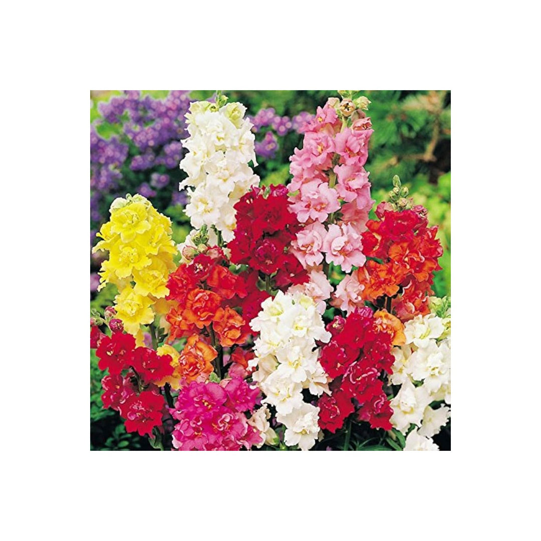 Antirrhinum Madame Butterfly Antirrhinum Majus Flower For Backyard Garden And Planting Flower Seeds [neera-v5-9372067ab23978853212]