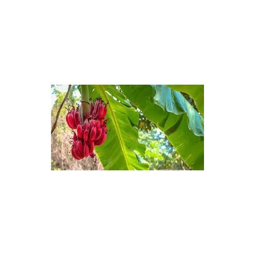 Red Dacca (Red Banana) Fruit Seeds for Planting [neera-v5-93796c56561c3e32a5e2]
