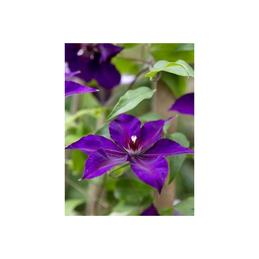 Clematis Clematis Florida Flower For Planting In Home Garden Vertical Trellises Flower Seeds [neera-v5-9386a265f942c7458757]
