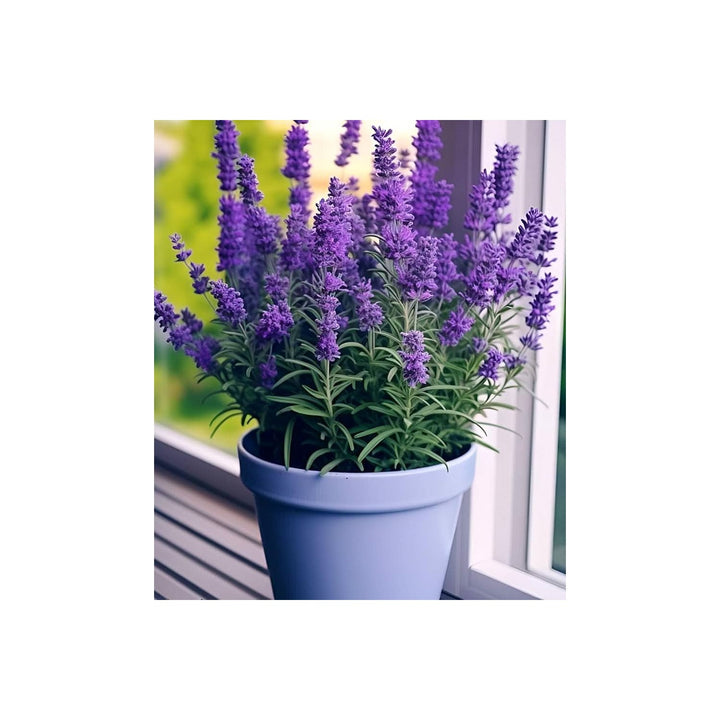 Lavender Evergreen Flower Flower Seeds for Home Garden Planting, Premium Organic Blooming Collection [neera-v5-938f27a4be48c25fb7f0]
