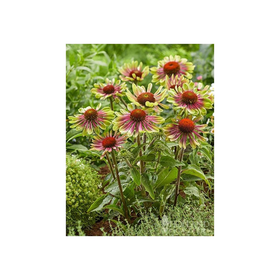 Green Coneflower Heirloom Non Gmo Flower For Pollinator Friendly Garden Planting Flower Seeds for [neera-v5-9393b2fa92c9ce3fbd37]