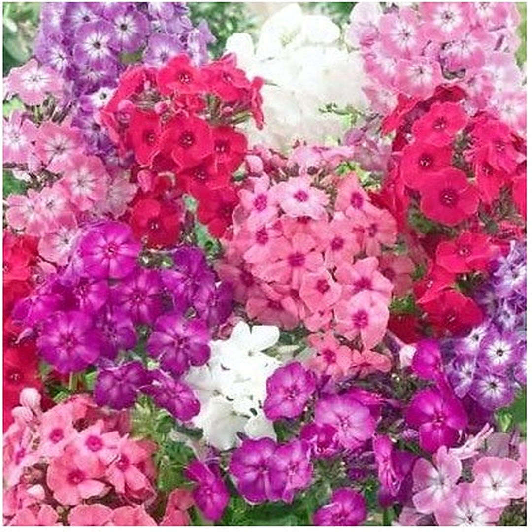 Phlox Dwarf Mix Tall Rock Gardens Spring Blooms Heirloom Non Gmo Flower Seeds Home Garden [neera-v5-939dbeba64e90401588f]