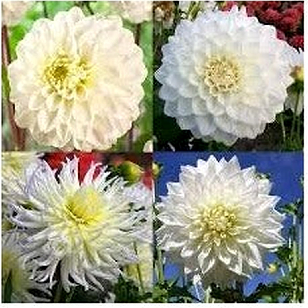 White Dahlia Perennial Flower Seeds for Planting [neera-v5-939f188e1bbb10722861]