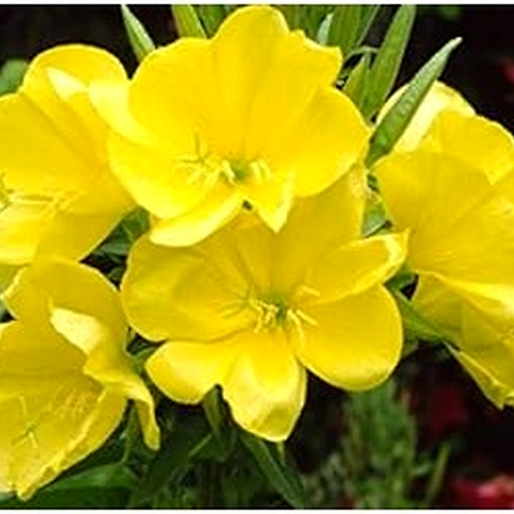 Heirloom Non-GMO Yellow Primrose Flower Seeds for Planting [neera-v5-93b87e2c8a638d30cb7a]