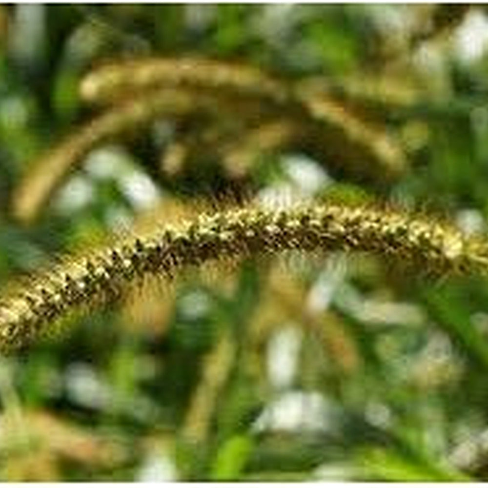 Exotic Yellow Foxtail Grass Seeds [neera-v5-93bc751405974a2a9d9d]