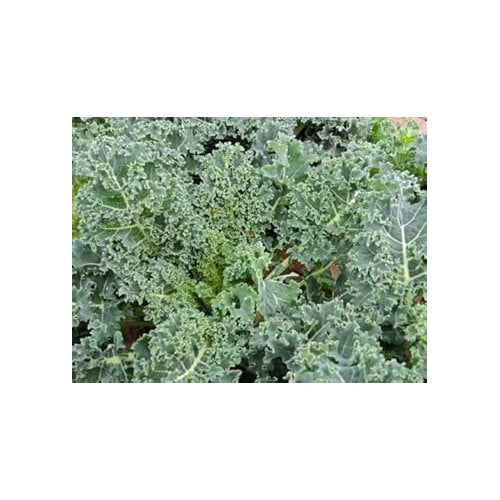 Kale Curled Seeds for Planting [neera-v5-93bd5740dee3c0462e19]